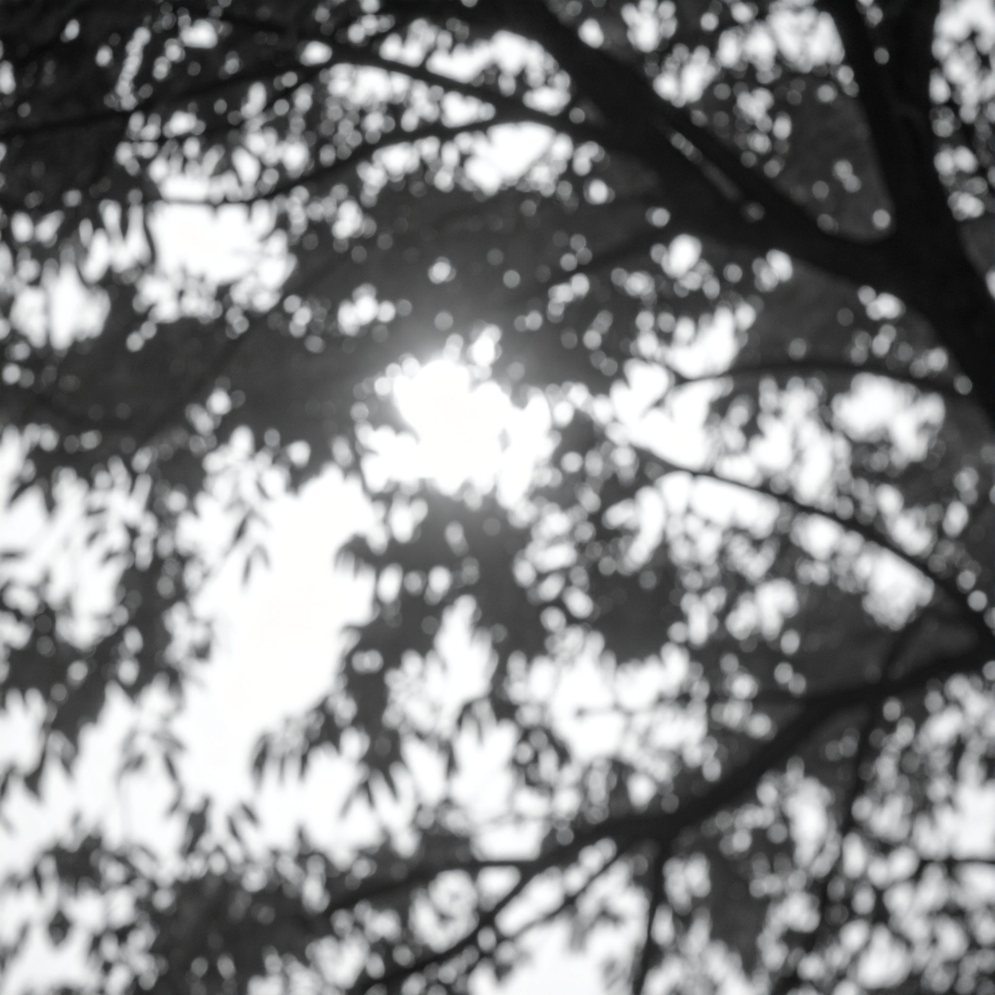 Gobo: Foliage